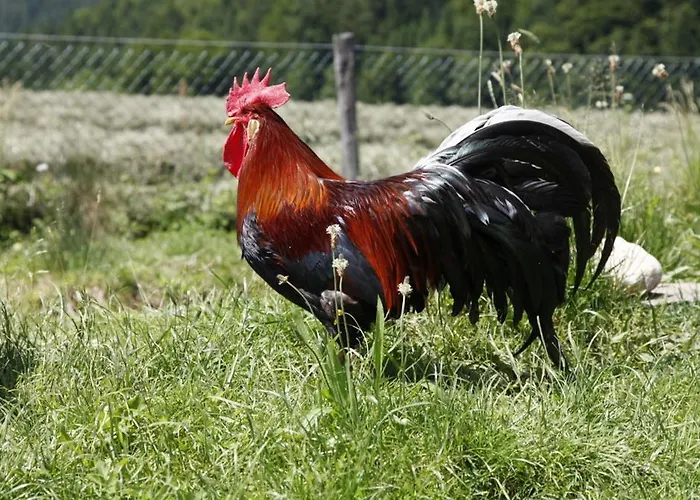 شقة Gaestehaus Hinterponholz *